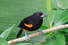 St. Lucia Oriole